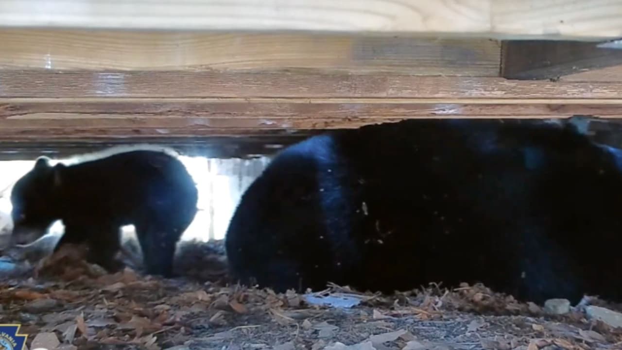 La transmisión de video 24/7 sigue a una madre oso negro y sus tres cachorros, que nacieron a principios de este mes. La ubicación exacta de la guarida no se revela para proteger a los osos.