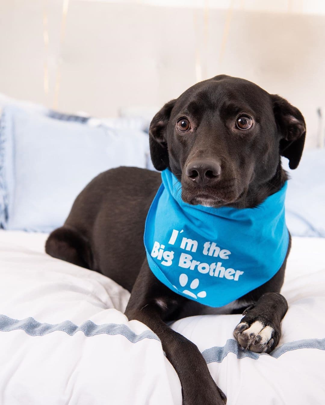 En la tierna sesión de fotos no podía faltar su mascota, que será el 'big brother' del nuevo integrante de la familia.
<br>