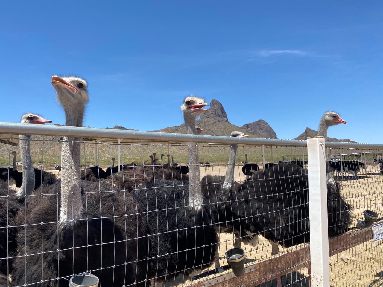 El avestruz es una especie de ave estrutioniforme de la familia Struthionidae. Es un ave grande que no vuela, sino que es corredora. Se halla en África, y en tiempos pasados también habitó en Oriente Medio.