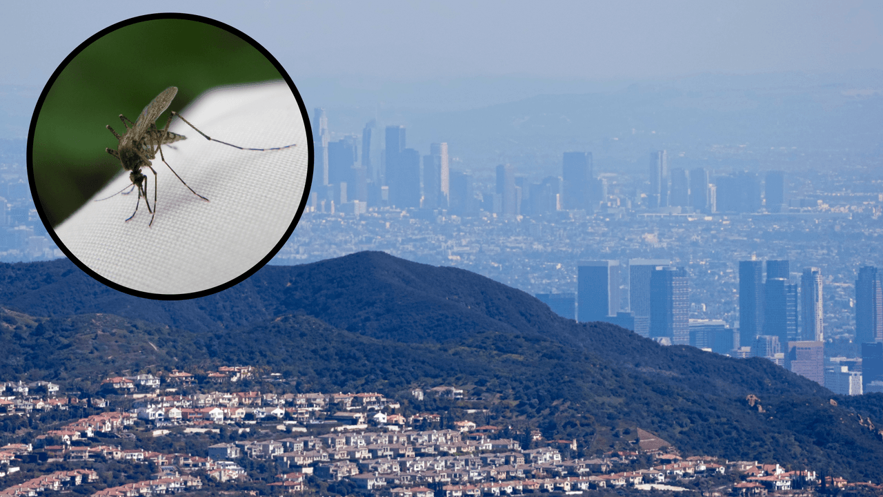 Aumento inusual en los casos de dengue en el sur de California; identifique los síntomas