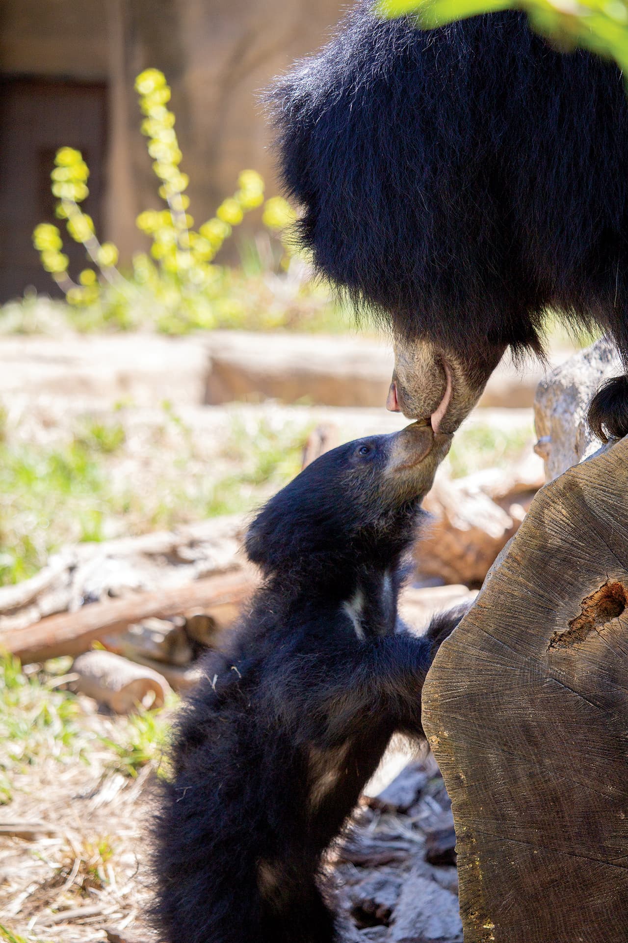 <b>Oso labioso</b>:
<br>En diciembre, Kayla, una hembra oso de 8 años, dio a luz en el zoológico a una cría de oso labioso. Debutando en marzo en el nuevo programa Facebook Live del zoológico: Philly Zoo a las 2:00 p.m., el cachorro está creciendo a pasos agigantados. En abril, el zoológico solicitó la ayuda del público para elegir su nombre. El equipo de cuidadores del cachorro reunió un conjunto de posibles nombres, que estaban 
<b>conectados por geografía o idioma con el rango nativo de los osos perezosos en India, Sri Lanka y Nepal.</b> La votación fue un evento de una semana y hubo una respuesta abrumadora, con cerca de 200,000 personas votando en línea. El nombre favorito, con el 53% de los votos: Keematee que significa "precioso" en hindi. No hay duda de que el cachorro, independientemente de su sexo, es todo eso y más. Este nacimiento es importante ya que los osos labiosos están catalogados como Vulnerables en la naturaleza por la Unión Internacional para la Conservación de la Naturaleza (UICN).
<br>