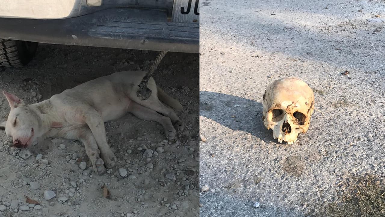 Perro lleva a su dueña un cráneo humano