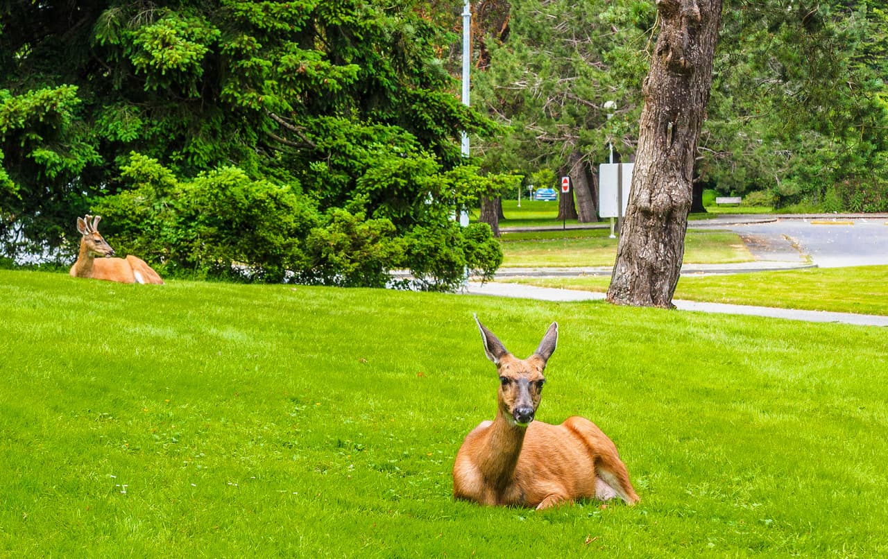 Deer on the lawn in the urban environment