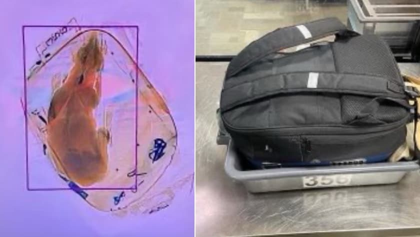 Ahora se trata de un perro: nuevamente intentan ocultar a un animal en un viaje en avión