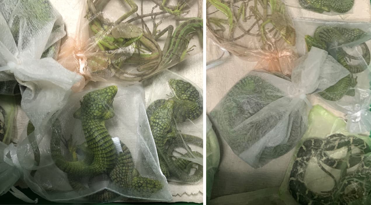 Cocodrilos y serpientes: así trató de pasar con 60 reptiles de México a Estados Unidos