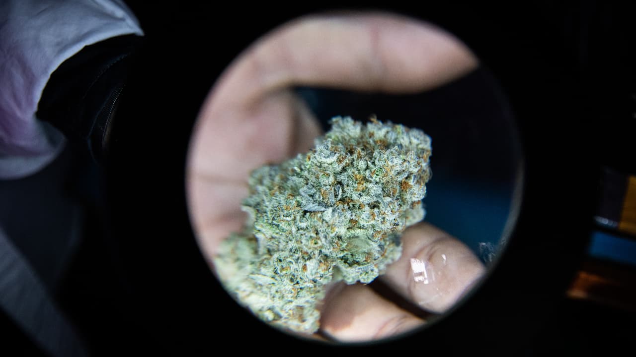 La nueva marihuana esconde riesgos invisibles: expertos advierten sobre su consumo