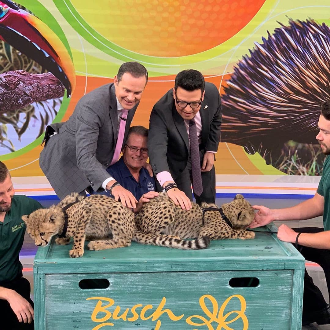 <a href="https://www.univision.com/shows/despierta-america/raul-quedo-impresionado-con-la-mirada-y-belleza-de-dos-cachorros-de-guepardo-que-estan-en-peligro-de-extincion-video">Dos hermosos cachorros de guepardo</a>, en peligro de extinción, nos acompañaron. 'Chase' y 'Dash' apenas tienen cinco meses, pero ya son enormes en majestuosidad.