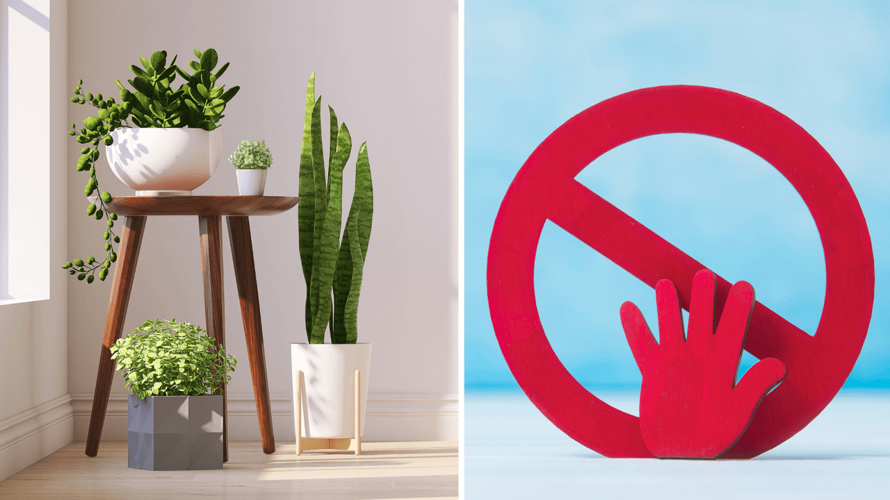 <h2 class="cms-H2-H2">7. Plantas frescas</h2>
<br>
<br>Las plantas frescas están prohibidas. Si algún pariente te había encargado una, puedes enviarle esta información para que entienda por qué no puedes.