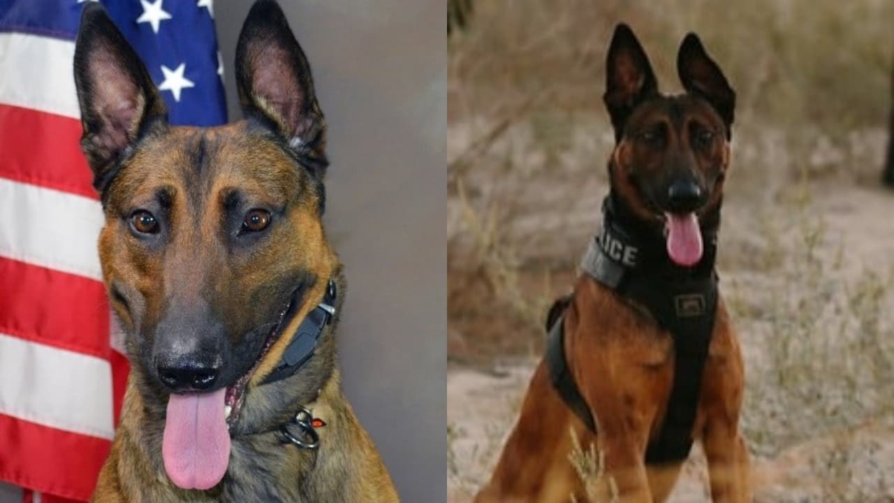 Perro policía es abatido en un incidente contra un presulto ladrón de automóviles