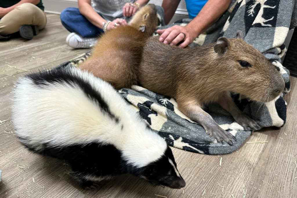Una mofeta pasa junto a un capibara en el Capybara Cafe, en St. Augustine, Florida.