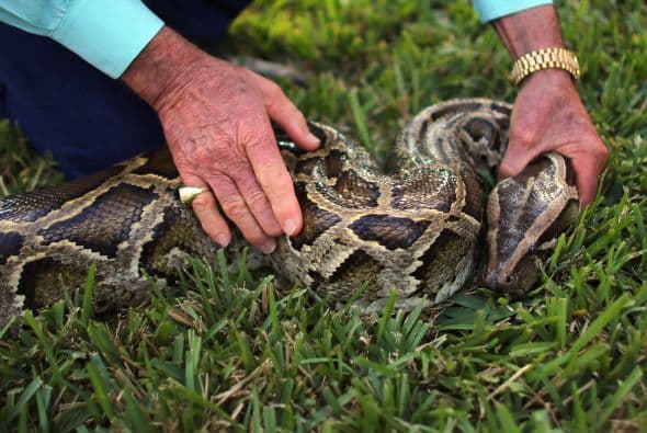 Esta primera jornada del concurso "es un buen día para encontrarlas, porque hace mucho calor, y las serpientes suelen salir en esa época a calentarse",