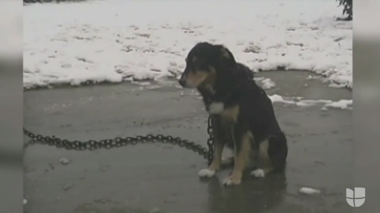 A partir de enero del 2022 entrará en vigor una nueva ley de protección animal en el estado, en ella se establecen lineamientos para dueños de mascotas que los tenga al exterior y se especifican las medidas que deben cumplir para evitar multas u otros cargos.