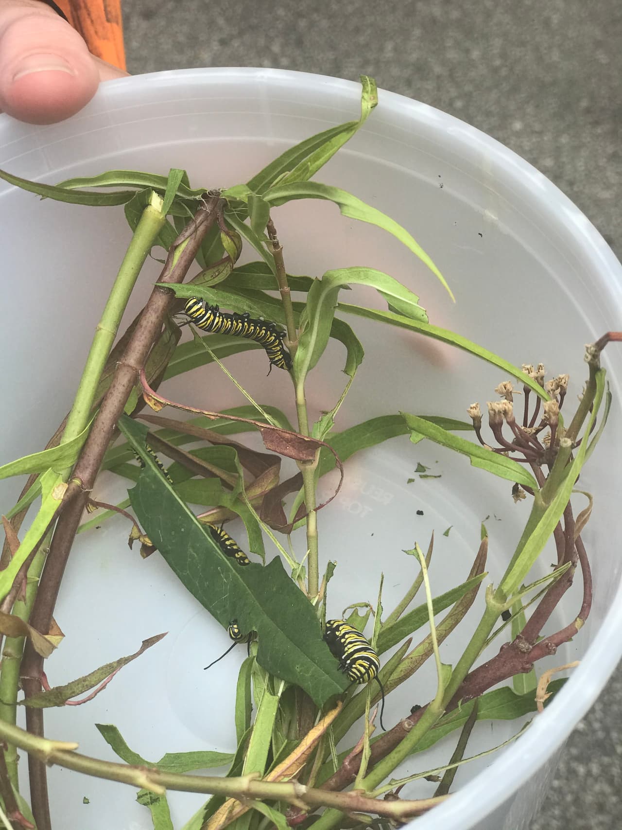 Según el Departamento de Parques y Vida Silvestre, Texas es un estado importante en la migración de la monarca porque está situado entre los principales lugares de reproducción en el norte y las áreas de hibernación en México.