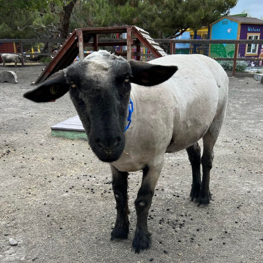 Las cabras y las ovejas pastan frente al escenario simulado del puente Golden Gate y Alcatraz y un letrero de Hollywood se cierne sobre las cabras. Los conejos se alojan junto a un edificio llamado "Bunny Reading House".
<br>