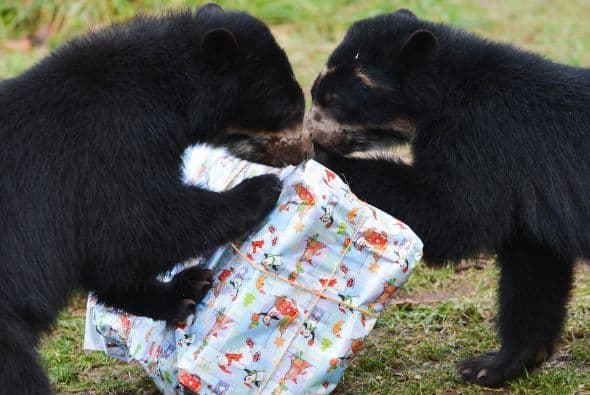 Dos osos andinos, Tupa y Sonco, inspeccionan un regalo de Navidad lleno de manzanas en su recinto en el zoológico de Frankfurt.
