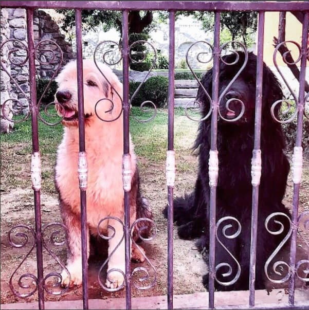 Es amante de los perros, aquí sus dos mascotas Sky y Bono a los que llama "hijos".