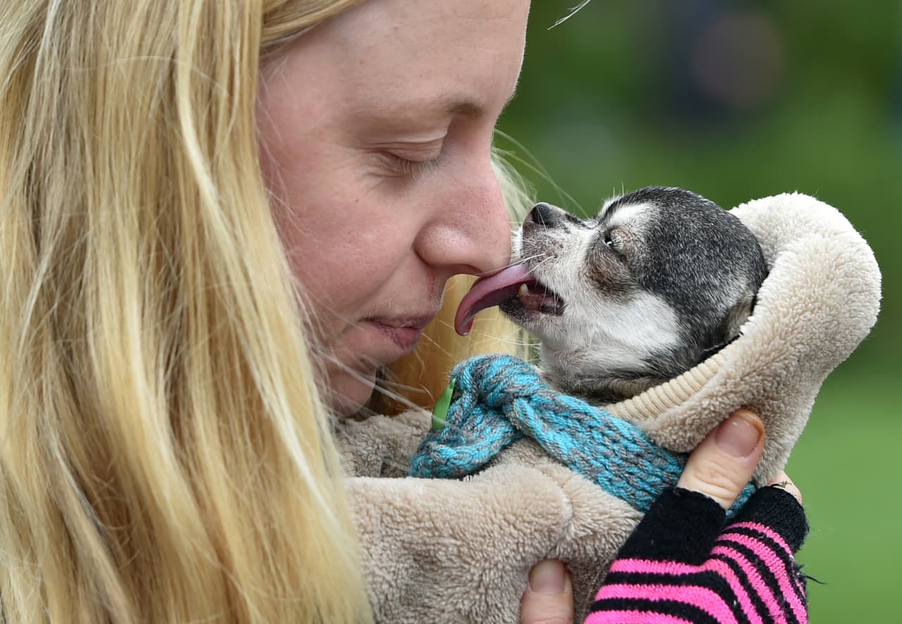 <b>Frase del día: </b>quien maltrata y abusa de un animal indefenso es alguien cruel cuya compañía hay que evitar. 
<br>