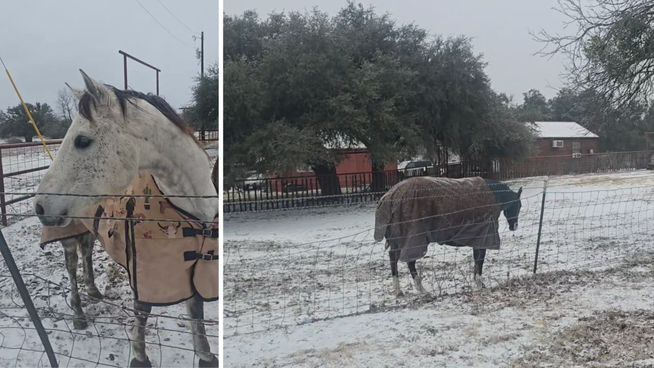 En Stephenville, Wendy Romero 
<b>cuidó de sus caballos </b>que también estaban algo resignados por las bajas temperaturas.