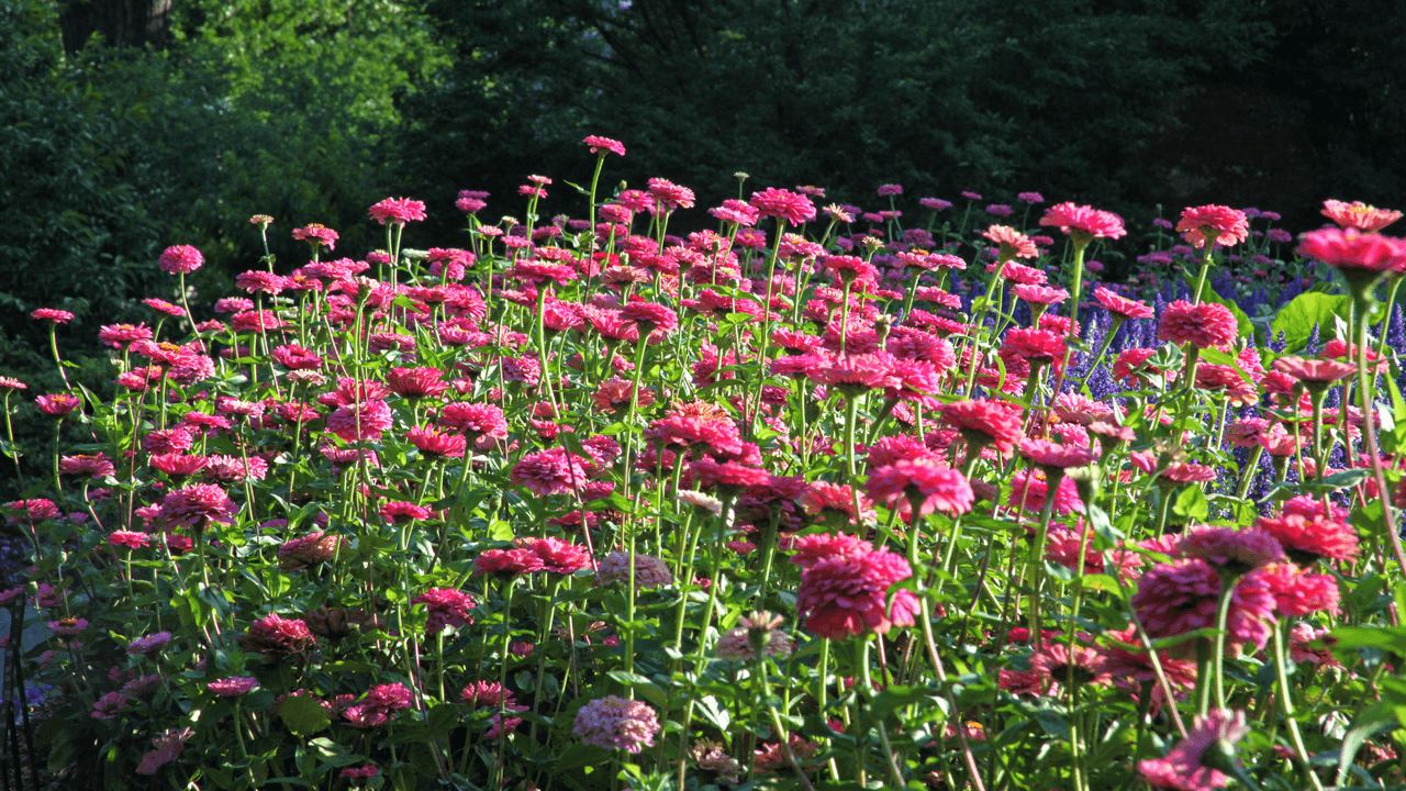 “El verano en el Arboretum es un momento maravilloso para visitar, ya que el jardín es exuberante y fresco a la sombra. Hemos creado aún más áreas sombreadas para que disfrute, y julio y agosto son opciones asequibles para las familias”, dice Jim Ryan, presidente de la junta de Dallas Arboretum.