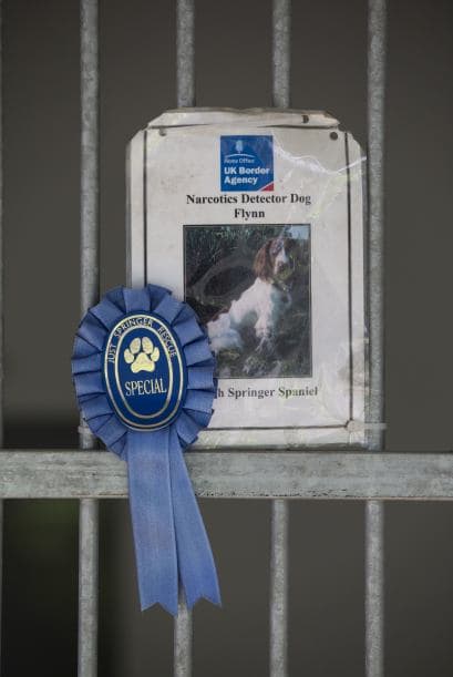 Pero estos eficientes canes pueden ser trasladados a cualquier parte del país en donde sean requeridos.