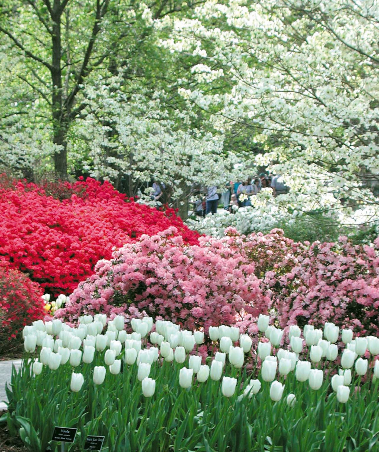 Este es uno de los festivales más grandes de flores del sureste en Estados Unidos. Y es que
<b> tiene una variedad, no solo de tulipanes, también de azaleas y narcisos.</b>