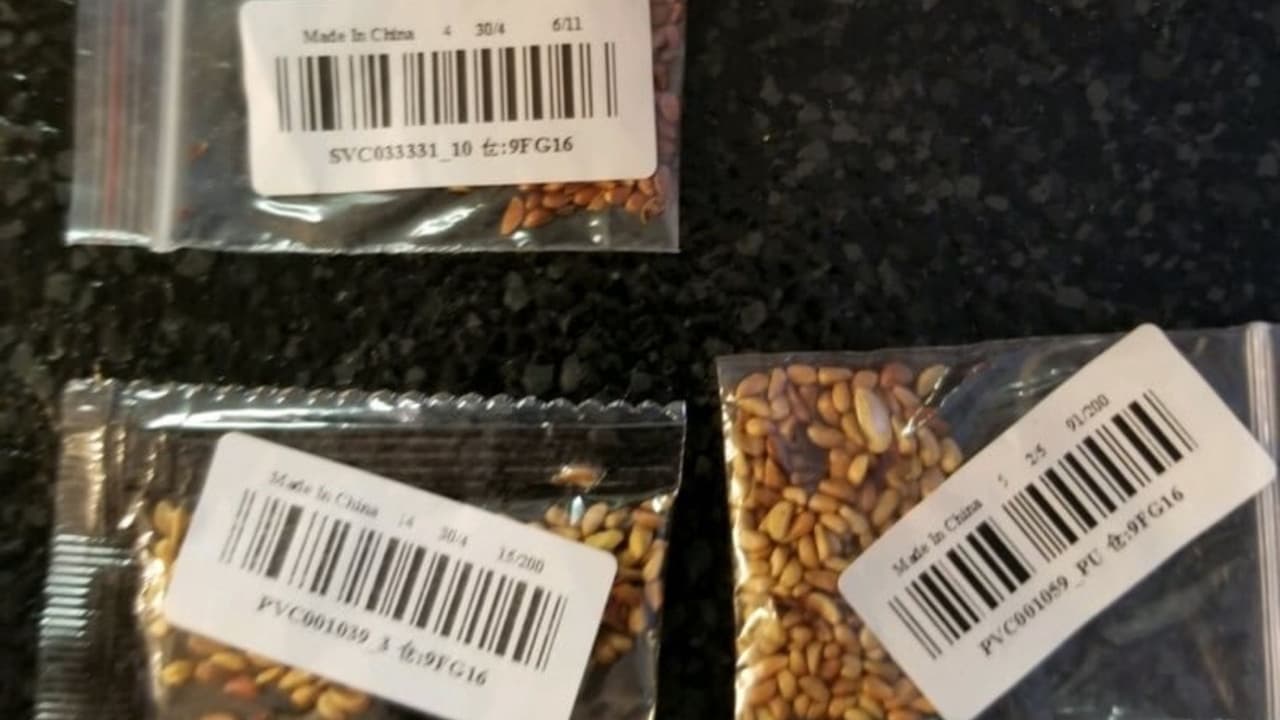 Las misteriosas semillas chinas que han estado recibiendo por correo residentes en EEUU