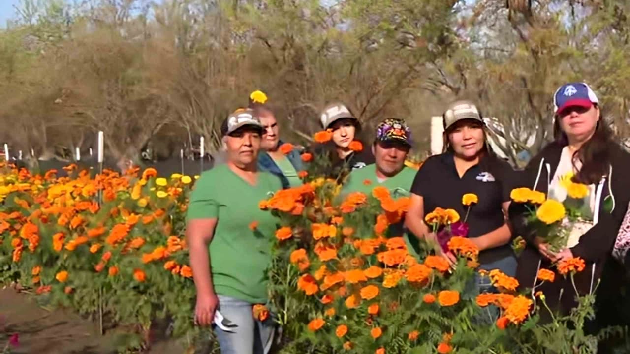 Desde un campo de flores de cempasúchil en Bakersfield recuerdan a Dolores Huerta