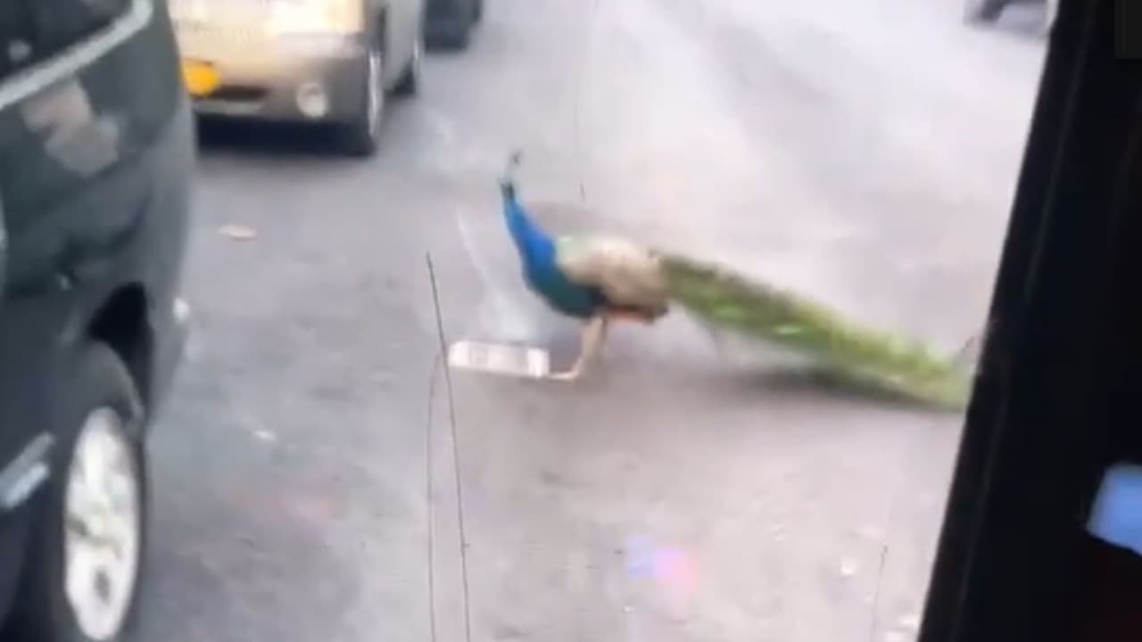 Pavorreal escapa de zoológico y pasea por calles del Bronx; ataca a una persona