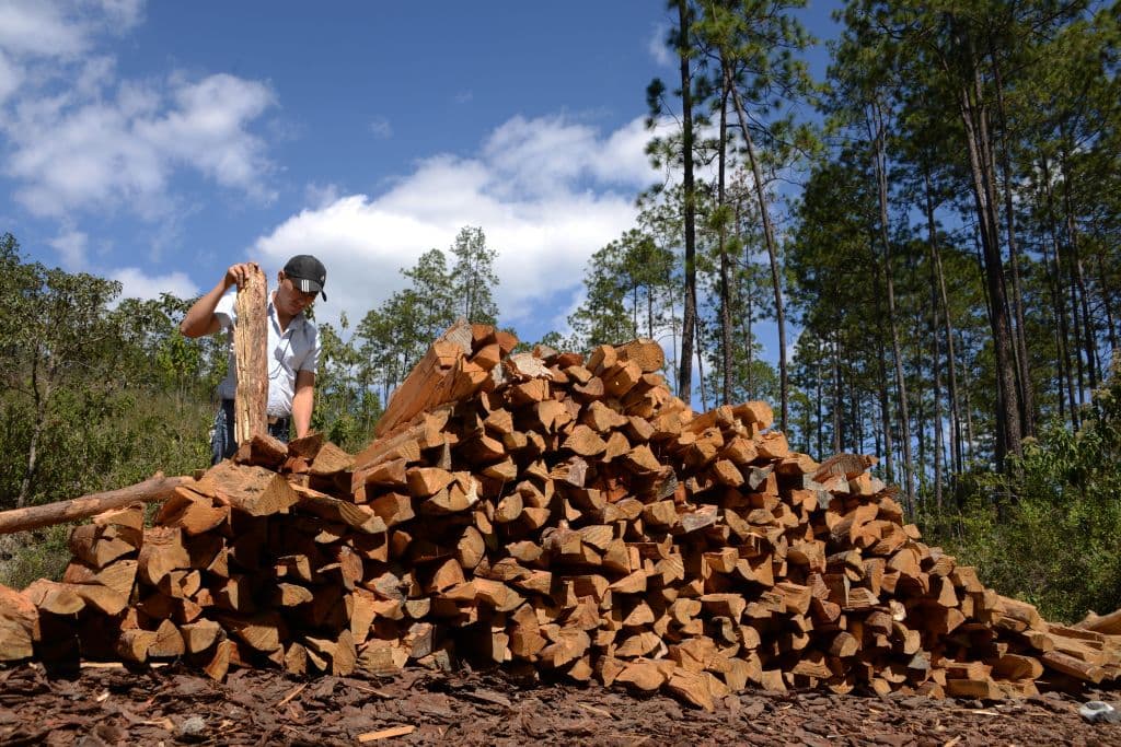 A student of the Forest Sciences University (ESNACIFOR) collects firewood -after the woods had to be cut down to stop the advancing of a bark beetle infestation- in Siguatepeque, 70 km north of Tegucigalpa on January 28, 2017. According to scientists, the plague of an insect originated by a long drought, which destructed almost a third of the pine trees of Honduras, is over. / AFP / ORLANDO SIERRA / TO GO WITH AFP STORY BY NOE LEIVA (Photo credit should read ORLANDO SIERRA/AFP/Getty Images)