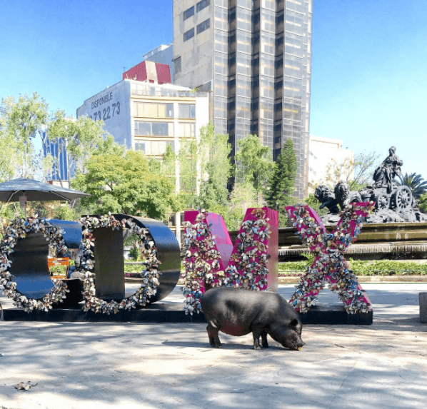 Esta cerdita vive en Ciudad de México.