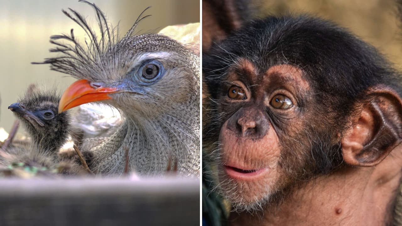 <h3 class="cms-H3-H3">Precios y horarios</h3> 
<b>Wild Pass:</b> $25 por persona (3 años o más). 
<br>
<b>Entrada general:</b> desde $18 dólares, dependiendo del día; los menores de 2 años entran gratis. 
<br>
<b>Estacionamiento:</b> $14 por vehículo. 
<br>
<b>El zoológico abre todos los días del año</b>, excepto el 25 de diciembre. 
<br>
<b>El pase se puede usar hasta las 4:00 p. m. </b>y no es válido durante el evento “Dallas Zoo Lights”. 
<br>
<b>Se recomienda llegar temprano</b>, especialmente los fines de semana o días festivos.