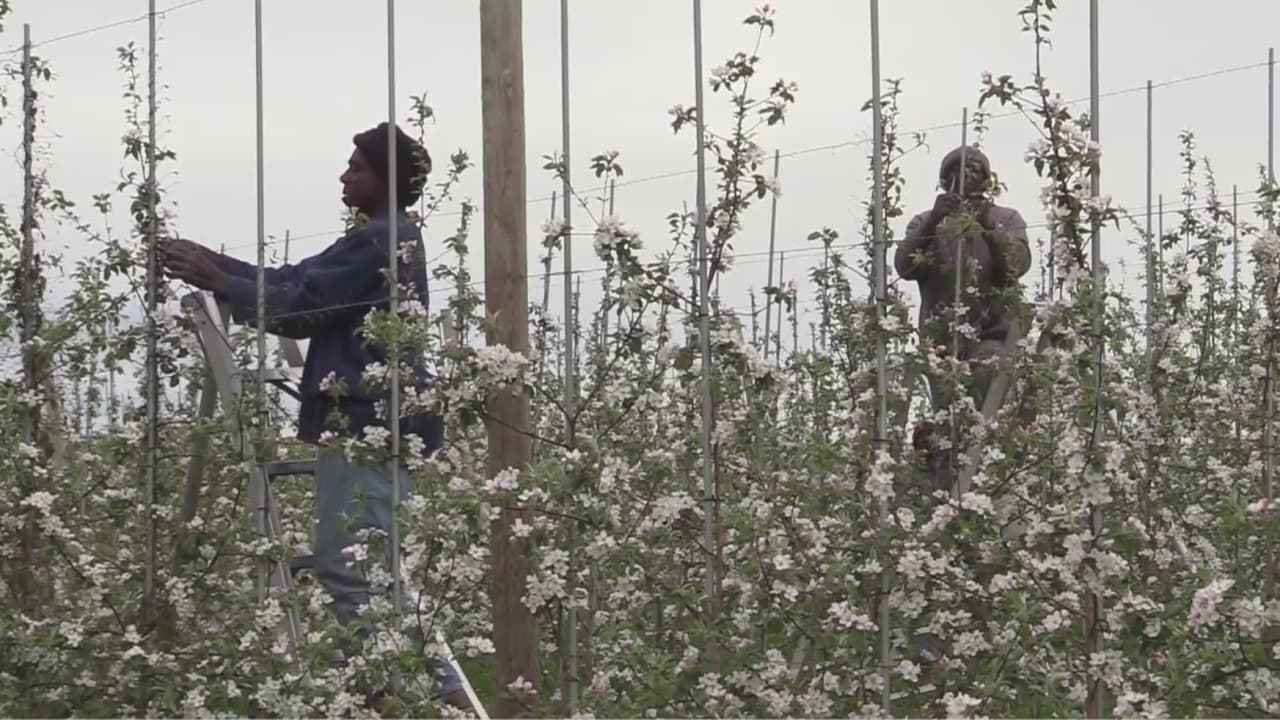 La lucha por los derechos de los trabajadores agrícolas en Nueva York que no todos apoyan
