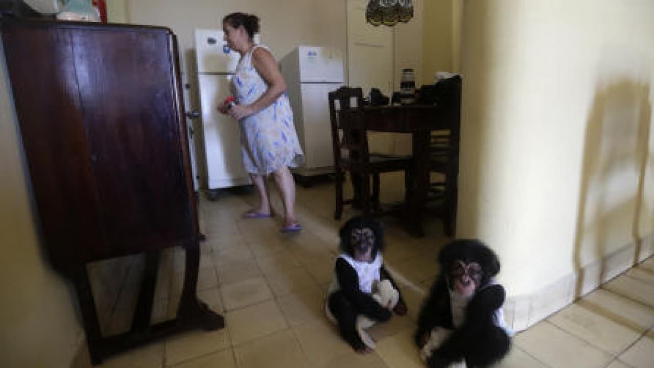 Raising chimps in Cuba, a handful for a 62-year-old