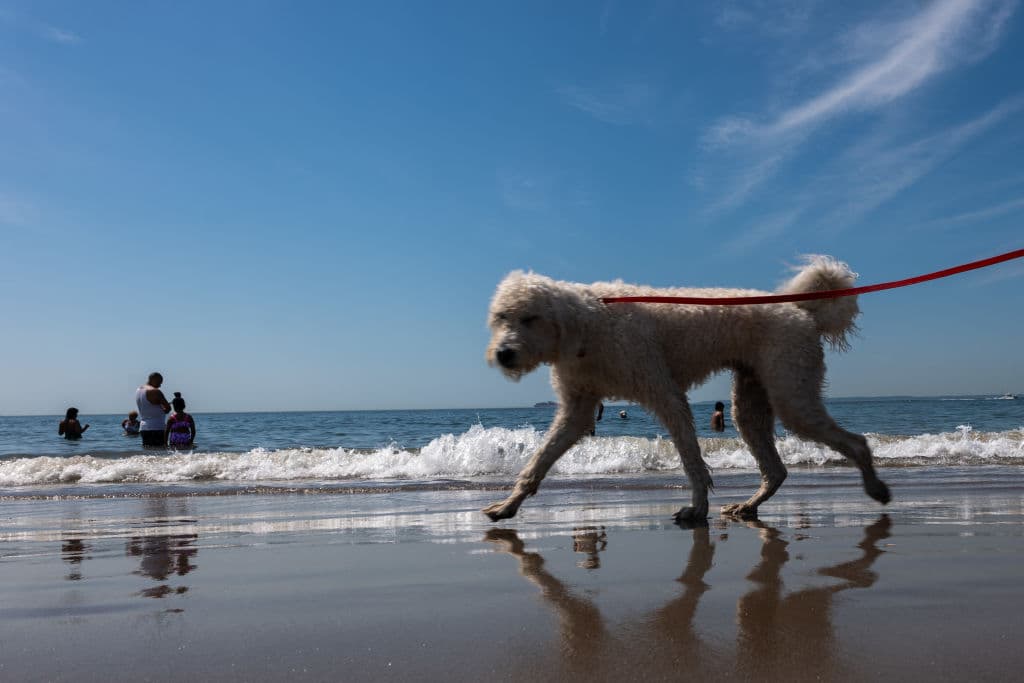 Estas son las playas de Nueva Jersey a la que puedes llevar a tus perros