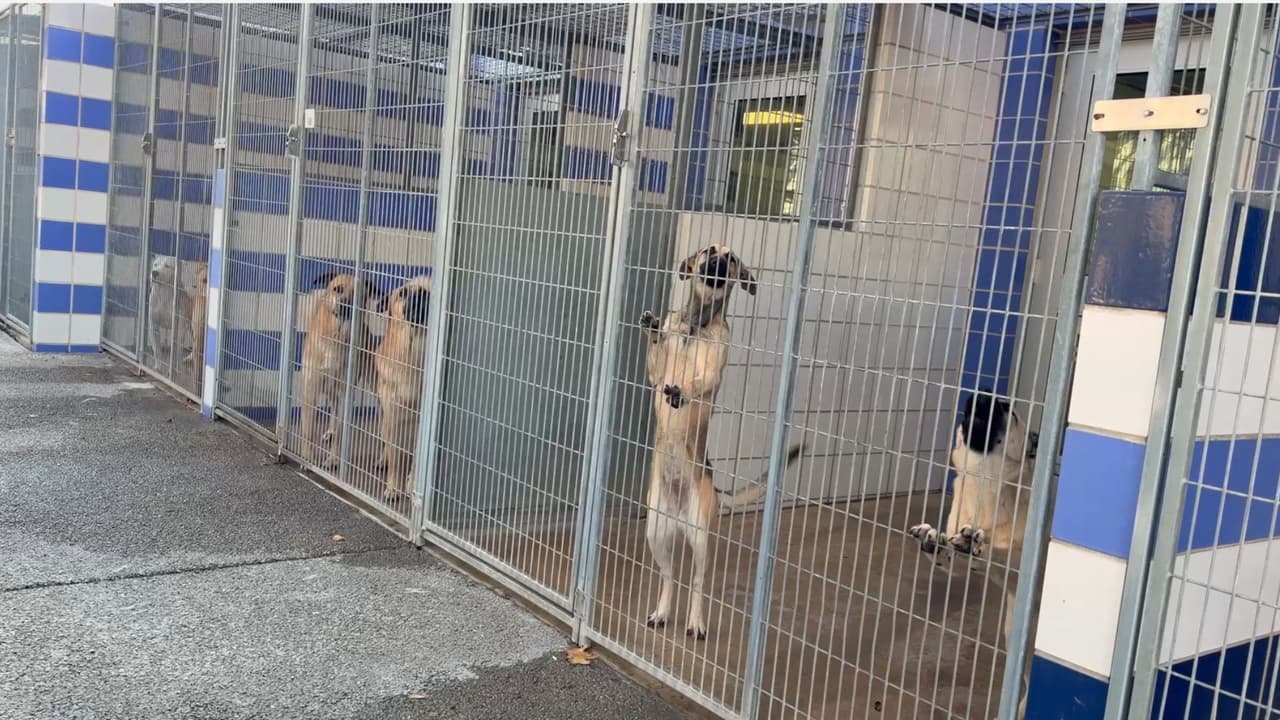 Miedo a la deportación obliga a familias en Austin a entregar a sus mascotas a albergues