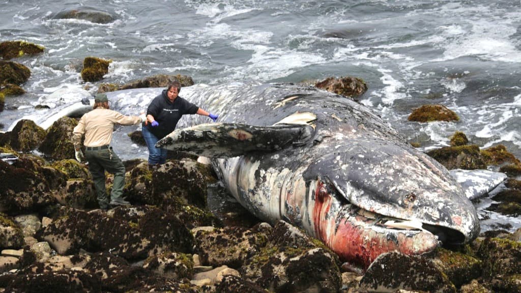 Diez ballenas muertas en dos meses: ¿por qué todas son arrastradas a la bahía de San Francisco?