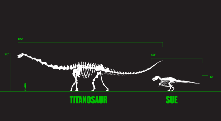 El Titanosaurio mide 122 pies de largo, mientras que el T-Rex 40 pies.