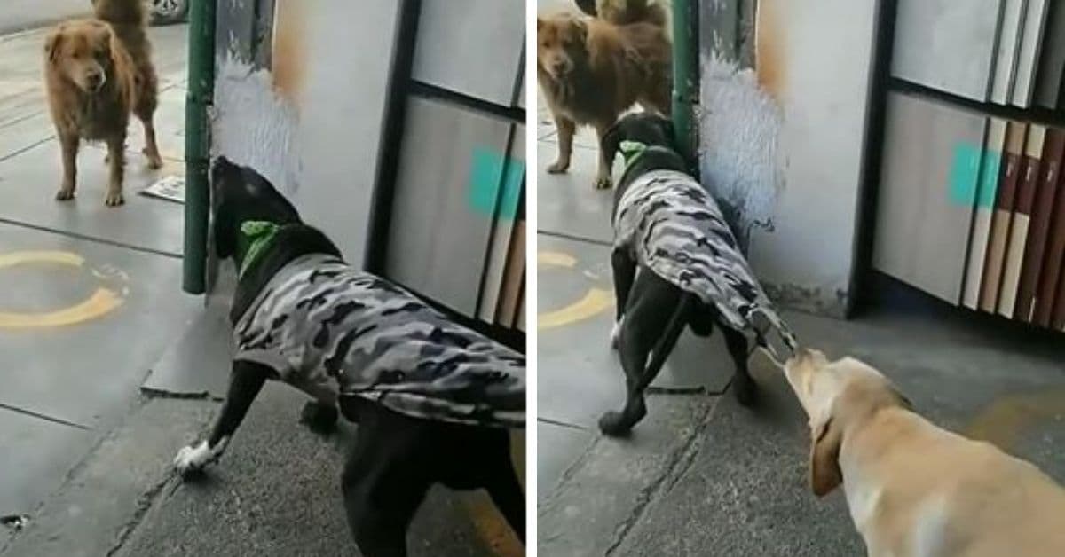 Perrito detuvo una pelea y se volvió viral: Internet pide que le den el Nobel de la Paz