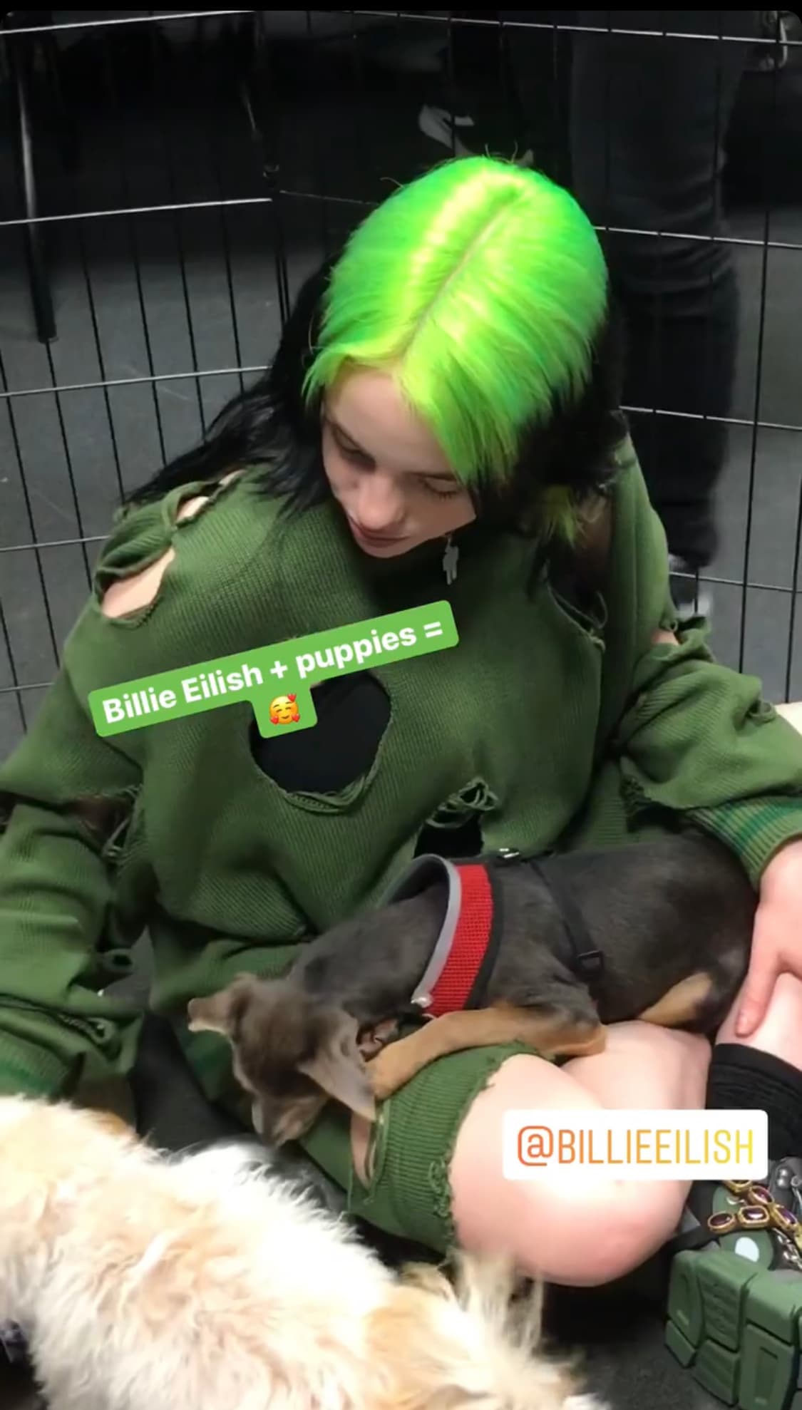 Billie Elish los abrazo, besó y les dio de comer a los cachorritos. 
<br>