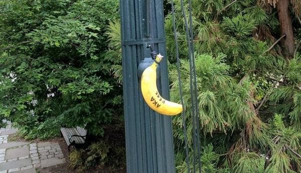 Varias bananas aparecieron colagadas dentro y en los al rededores de la American University, en Washington. Una parada de autobús, un comedor y cerca de una residencia universitaria fueron los objetivos de los racistas que, según el Huffingtonpost, 
<a href="http://www.huffingtonpost.com/entry/bananas-hanging-from-nooses-target-american-universitys-black-students_us_59088c95e4b05c397682ba24">no es la primera vez que arremeten contra la comunidad negra</a> en la universidad.
<br>