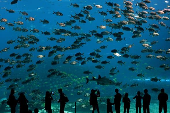 Y aunque el Acuario Nacional en Baltimore planea cerrar hasta el 27 de marzo, transmitirá en vivo en su sitio web varias de sus exhibiciones, incluyendo 
<a href="https://www.aqua.org/Experience/live#btr" target="_blank">Blacktip Reef</a> y 
<a href="https://www.aqua.org/Experience/live#pcr" target="_blank">Pacific Coral Reef</a>.