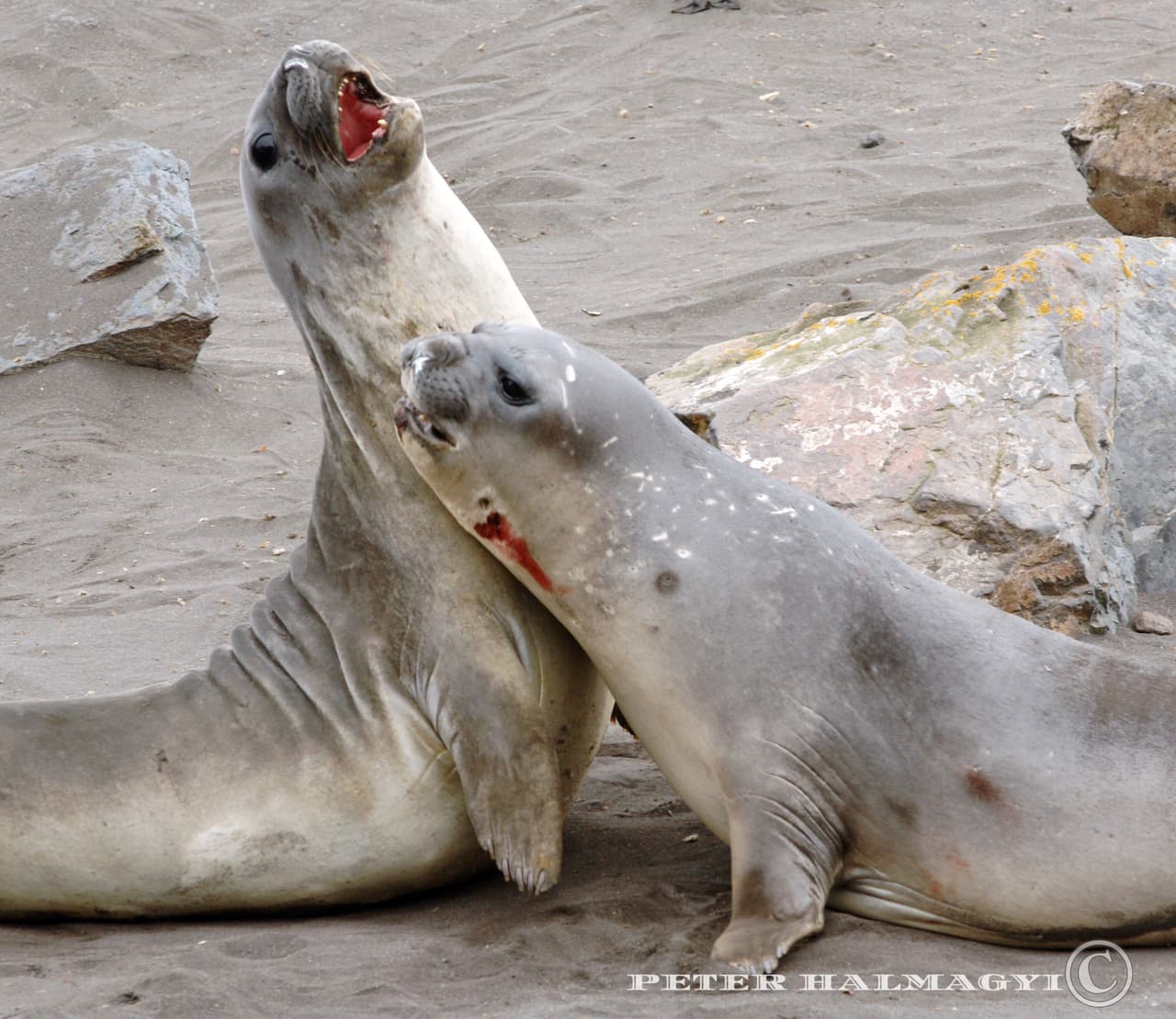 Otras especies prevalentes sobre el continente austral son diferentes especies de focas y lobos marinos, como el lobo marino antártico (
<i>Arctophoca gazella</i>), que fue fuertemente cazado en los siglos XVIII y XIX por su piel y el reconocido depredador de pingüino, la foca leopardo.