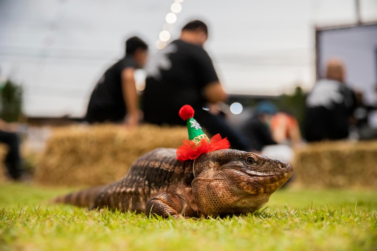 Y, bueno, en Bangkok, Tailandia, amantes de los lagartos, se reunieron para una fiesta al aire libre en el restaurante Somtum Khun Daeng. Sus mascotas lucieron trajes festivos.