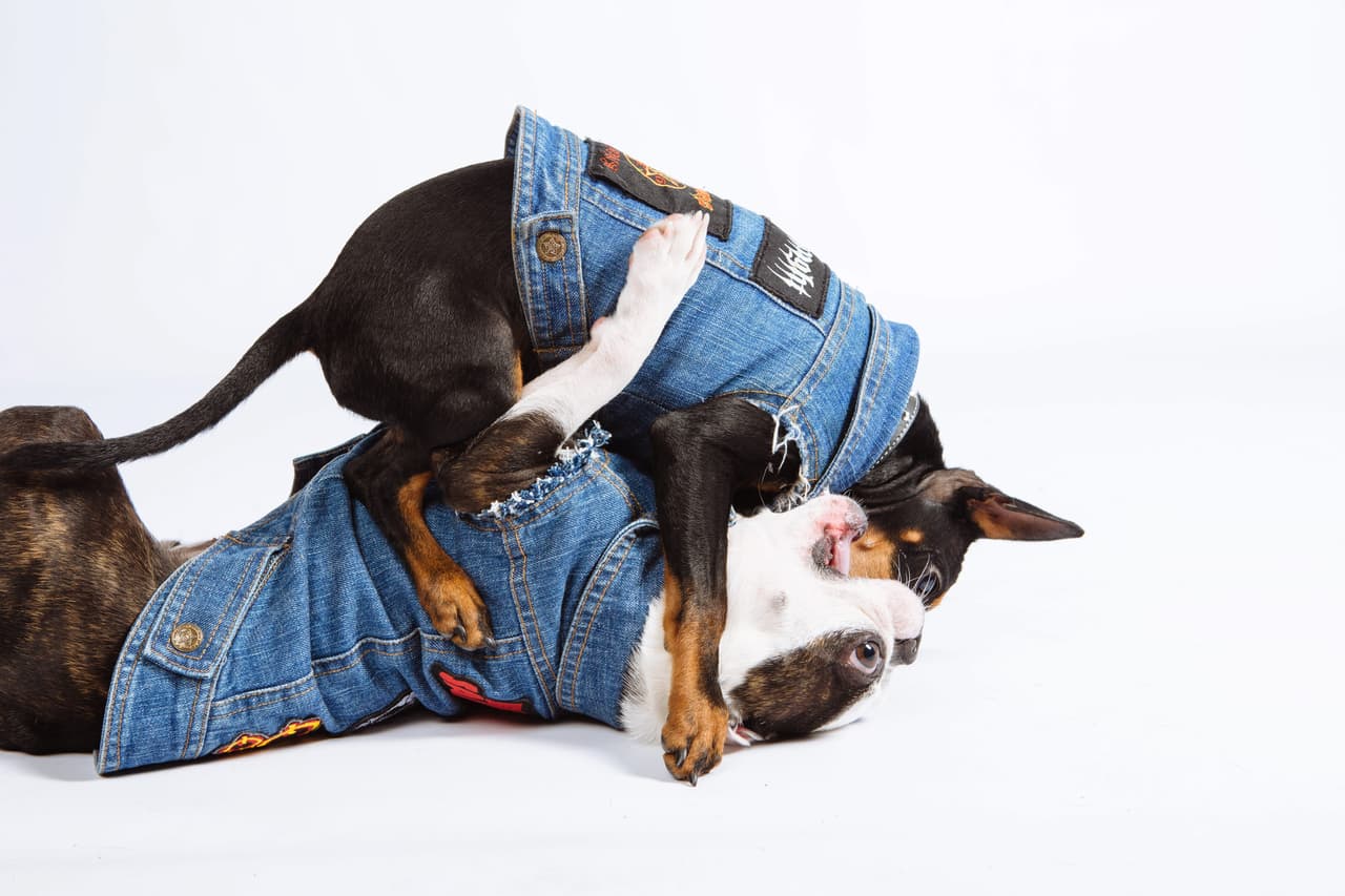 ¿Quién no quisiera darle un toque fashion y cool a su mascota?