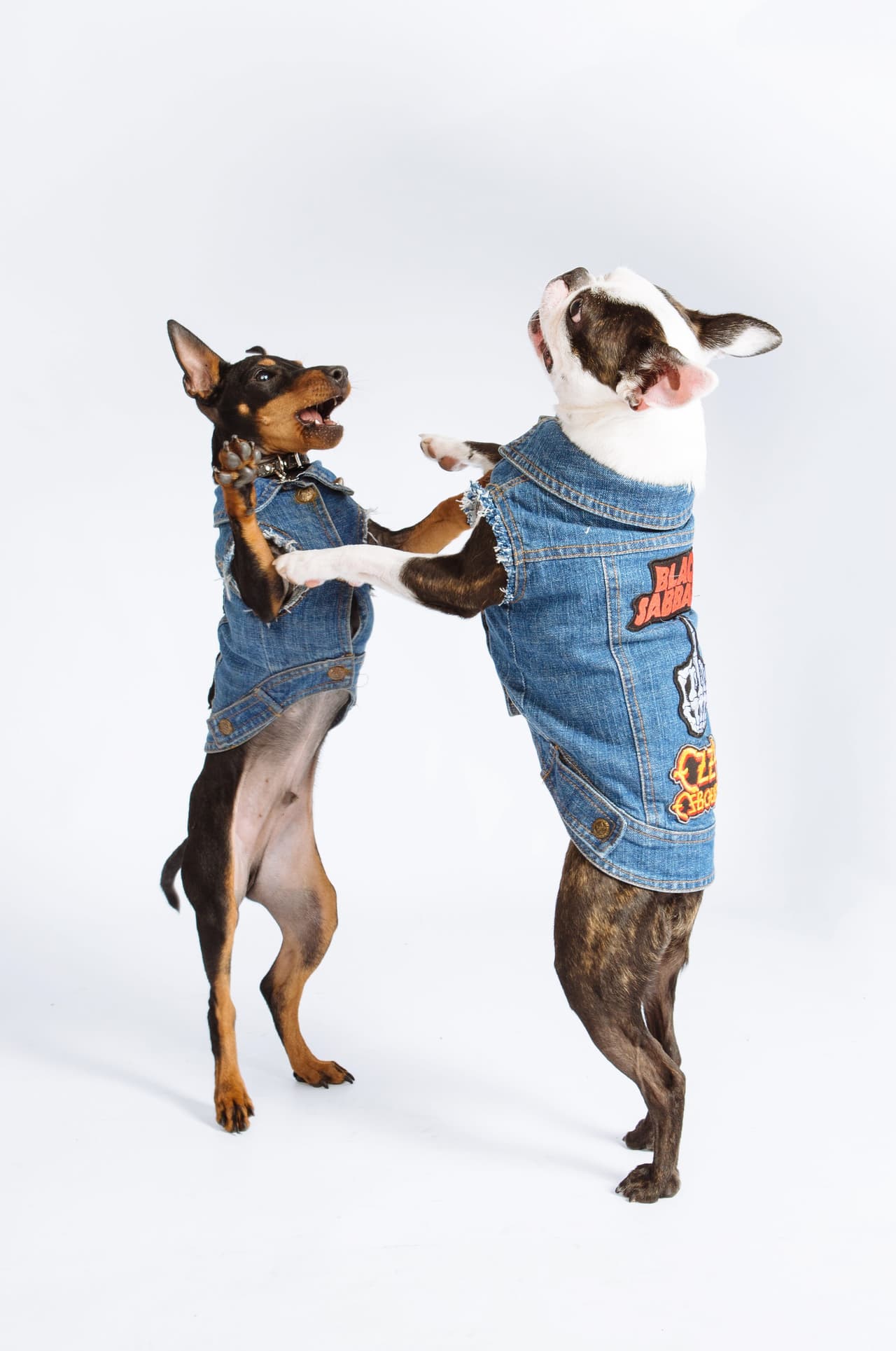 Entonces decidieron entrar en el mercado de la moda canina.