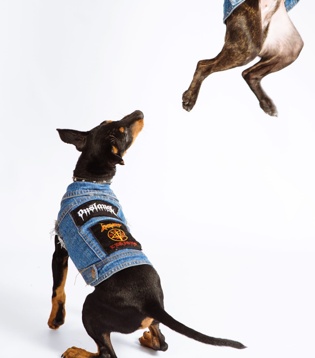 Cuando lo vieron, ¡todos quisieron uno!