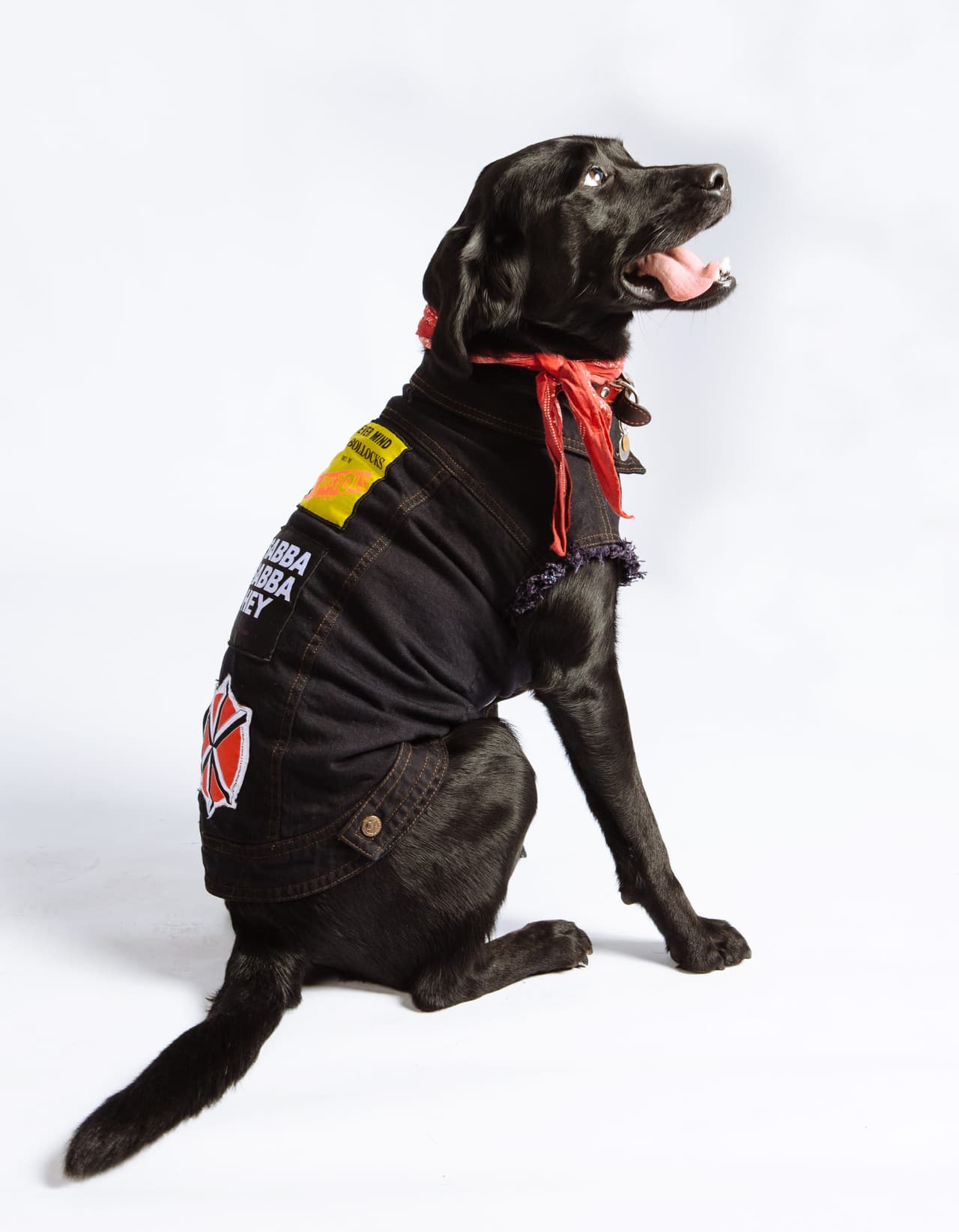 El pequeño Willie temblaba mucho, ¿por qué no crearle su propio abrigo?