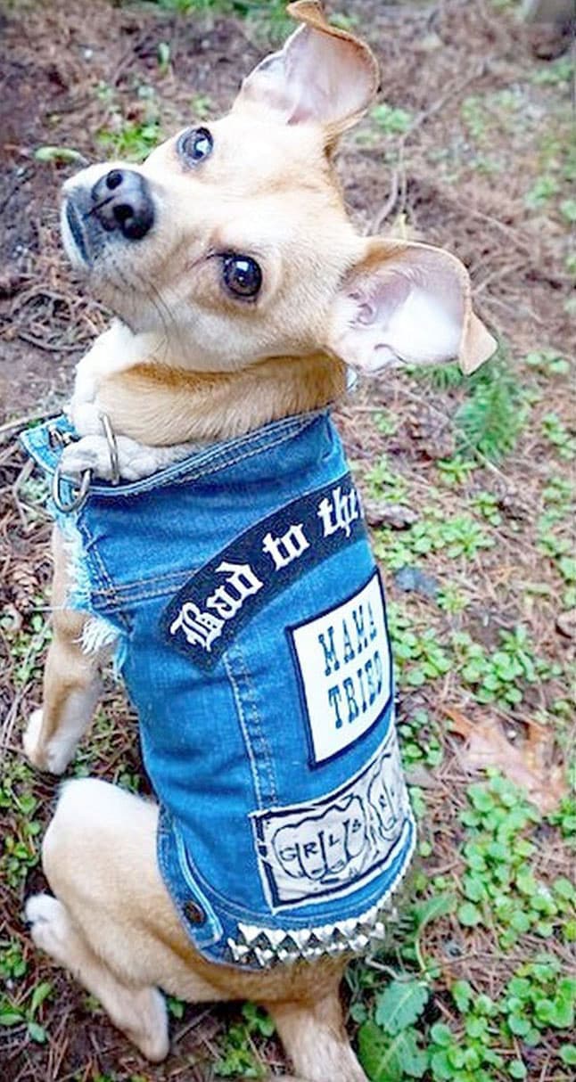 Su mascota es un Terrier inglés miniatura.