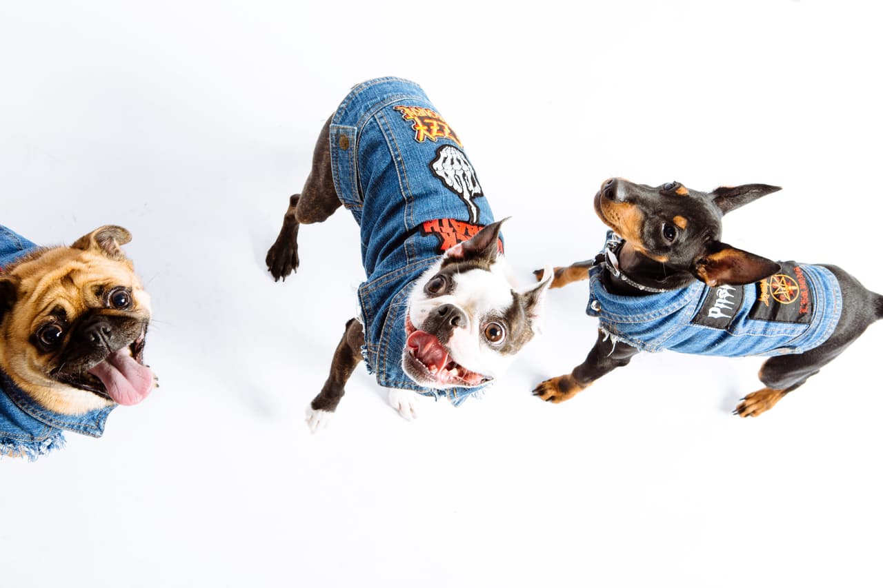 Su historia comenzó cuando la pareja hizo una ‘hoodie’ para su propio perrito, Willie.