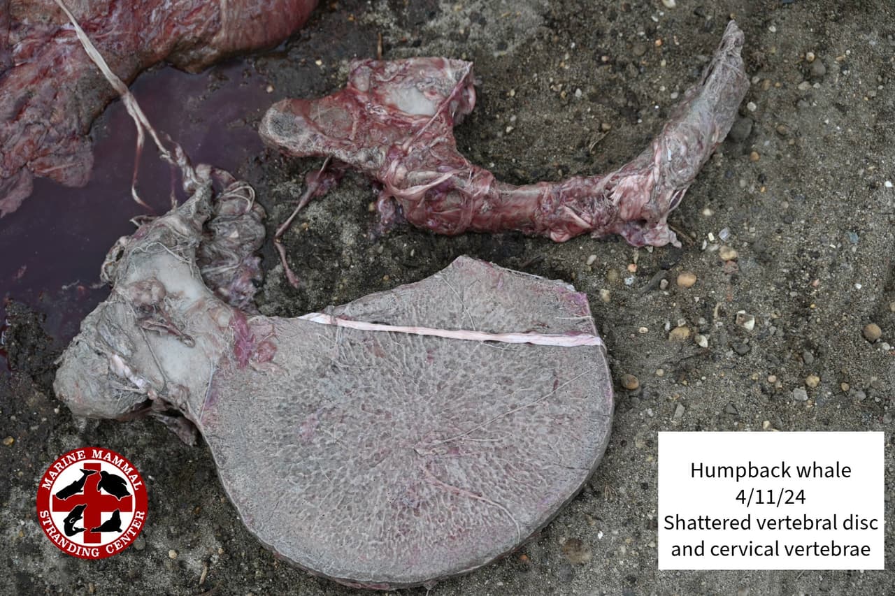 Esas lesiones no han sido atribuidas a ninguna causa en particular hasta ahora. Todavía están pendientes de realizar pruebas exhaustivas, como parte de ellas se enviarán muestras de tejido a distintos laboratorios en todo el país.